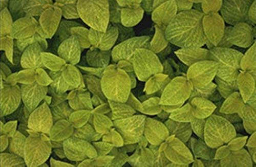 Coleus Wizard Series Gold Annual Seeds