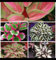 Funkien zwiebeln,Winterhart mehrjährig,hostas funkien,hervorragende Verzierung,Gartendekoration,dekorative blumen,Hosta Mix pflanze winterhart.-10zwiebeln-A