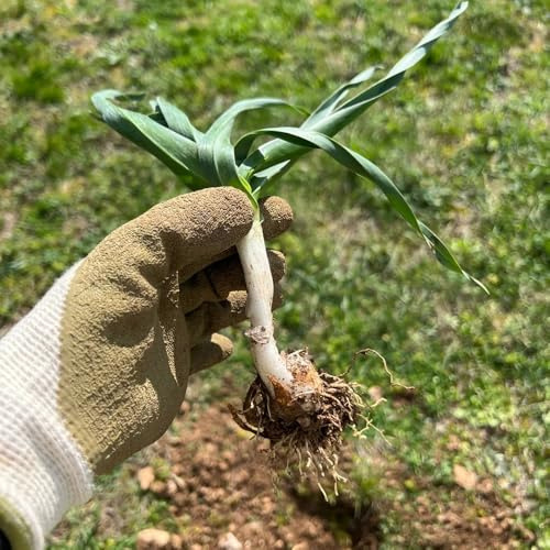 semi di porro biologici - resistenti balcone raro decorazioni da giardino 500pcs