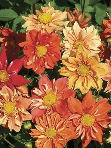Dahlia nain Sunny Reggae 15 Grains
