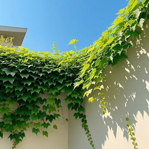 vite selvatica, vite vergine - giardino esotico resistente Parthenocissus tricuspidata rampicanti appendere per la decorazione recinzione rampicante sempreverde 60semi