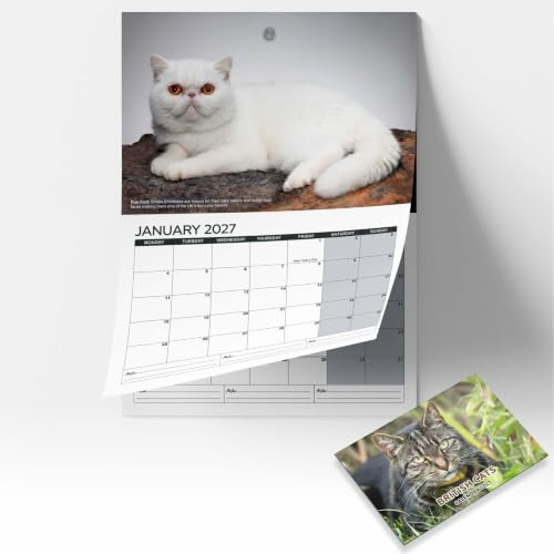 British Cats Calendar 2027 | Premium Wall Calendar Featuring 12 Beautiful Cat Breeds Large Monthly Planner with UK Bank Holidays & Notes Gift for Cat Lovers, Pet Owners & Animal Enthusiasts