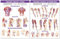 Trigger Points Chart Set: Extremities and Torso