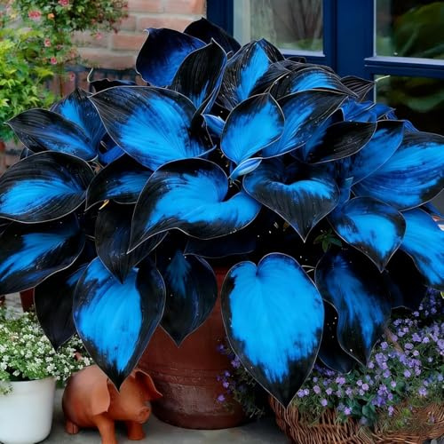 Hosta perenne resistente con tonos azul oscuro, tolerante a la sombra, perfecta para rellenar rincones sombreados del jardín, fácil de cuidar-2 piece-G