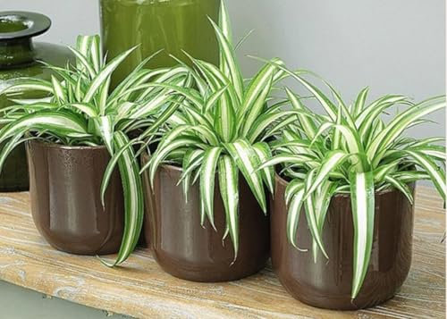 3 x Spider Plant – House Plants for Indoor air Purifying Chlorophytum Variegatum - Spider Plants in 12 cm Pot