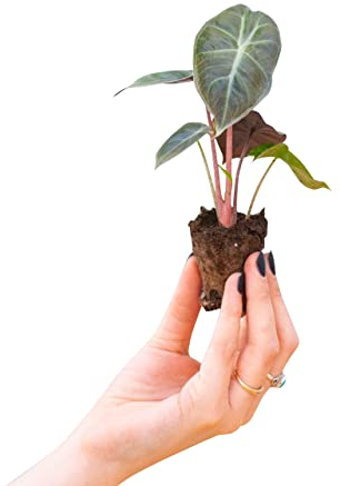 PLNTS - Baby Alocasia Pink Dragon - Zimmerpflanze - Pfeilblätter - Echte Pflanzen für Drinnen - 2cm Stecklinge - Höhe 15cm