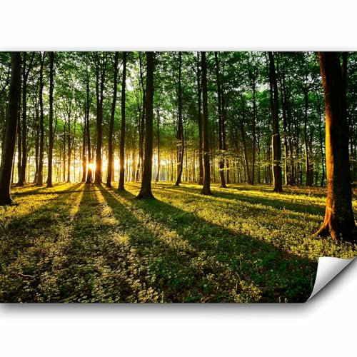 murando Fototapete Premium-Vlies Wald 450x315cm Foto Tapete Schlafzimmer Vliestapete XXL Wandtapete Motivtapeten Bildtapete 3d Effekt Wand Dekoration Flur Sonnenschein Bäume Natur Landschaft