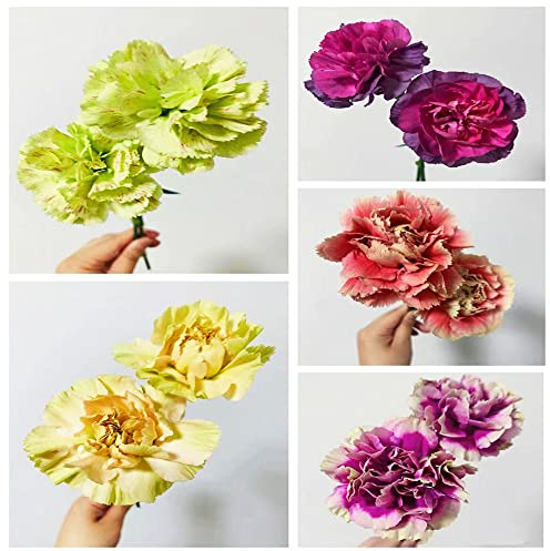 550 Stück nelken samen winterhart mehrjährig bartnelken Nelke - Seltene Pflanze serie - mix mini garten saatgut alte sorten gastgeschenk blumensamen balkon exotische pflanzen