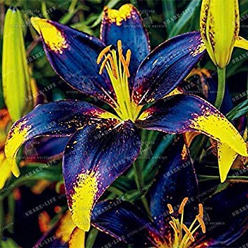 Potseed Samen Keimung: 2 Birnen: Lily Zwiebeln, Nicht Samen, seltene Lilienzwiebeln, Blau, Gelb, Lilien-Blumen