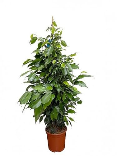 Árbol de Interior Natural Ficus Benjamina Color Verde Mide unos 90cm de Altura Planta Natural
