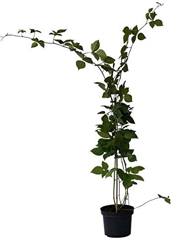 Brombeere Loch Ness (R) robust groß süß aromatisch stachellos ca. 40-60 cm hoch mit 2-3 Liter Topfballen