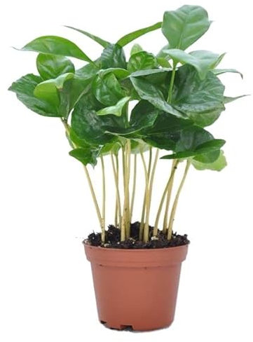 Mini Planta del Café Natural Ideal para Verla Crecer Planta Pequeña para el Hogar