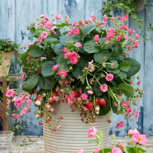 Strawberry 'Summer Breeze Cherry'. Plug Plant x 4. Pink Flowering Strawberry. Available from Bedwen Plants