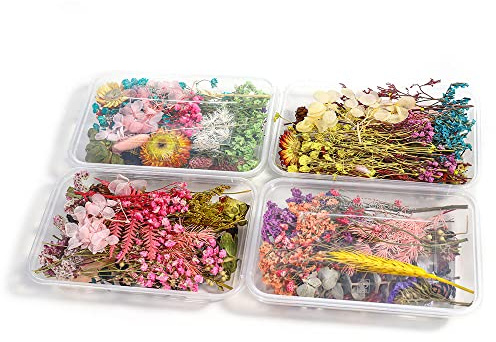 4 Cajas Juego De Flores Secas, Flores Secas Naturales, Flores Seca Bricolaje, para Álbumes De Recortes, Accesorios De Resina Epoxi, Decoración Tarjetas, Color Aleatorio