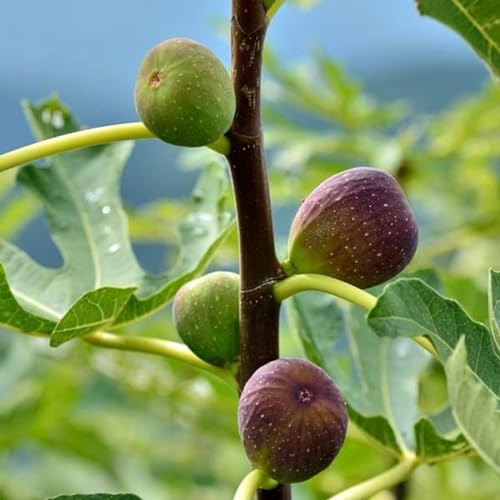 Carbeth Plants - Fruit Plants - Grow Your Own Fruit Garden - Ficus Plant 'Gustissimo Perretta' in 13cm Pot