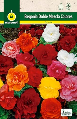 Mascarell Semillas, BEGONIA DOBLE MEZCLA DE COLORES, Semillas Bulbosas, Bulbos de Flores Primavera Fácil de Cultivar, Bolsa 2 Bulbos