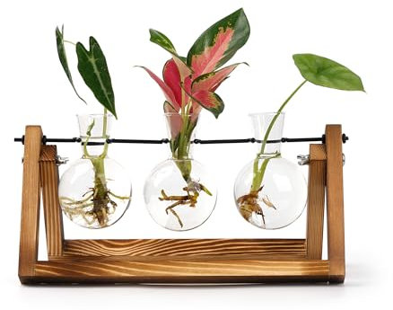E-ROOM TREND Vermehrungsstation für Pflanzen/Propagation Station | Terrarium mit Holzständer | für Heimbüro Gartendekoration Pflanzgefäß Geschenke Pflanzen Hydroponik (PTW300) | 3 Glühbirne Glas Vasen