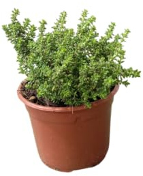 Planta de Tomillo Natural en Maceta Hierba Perfumada de Exterior para Cocinar