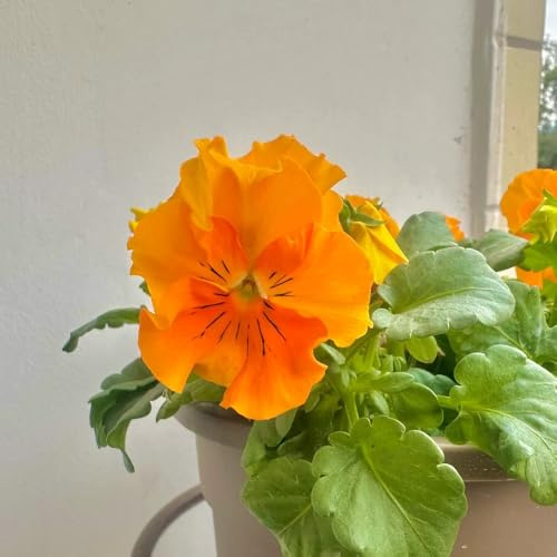 semi di viola del pensiero, decorazioni giardino per esterni d'appartamento esotiche resistenti, adatte al pieno sole recisi serre balcone 25pcs