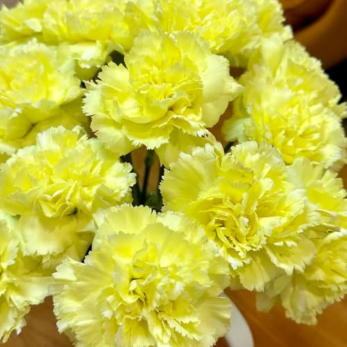 semillas de clavel - perennes y resistentes orgánicas balcón exóticas 600pcs