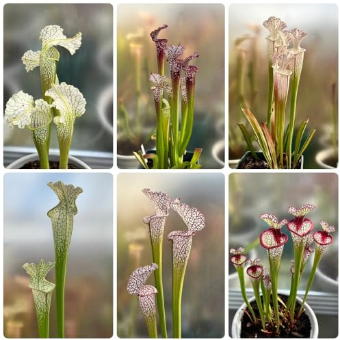 Sarracenia purpurea - bio exotische grünpflanzen balkonpflanzen luftreinigende zimmerpflanzen fleischfressende 150Samen