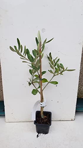 Olea europaea 'Olivière' / Olivier du Roussillon/Godet