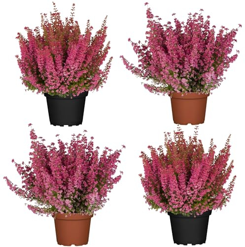 Pack de 4 Calluna vulgaris Set de Brezos Naturales para el Jardín de Invierno