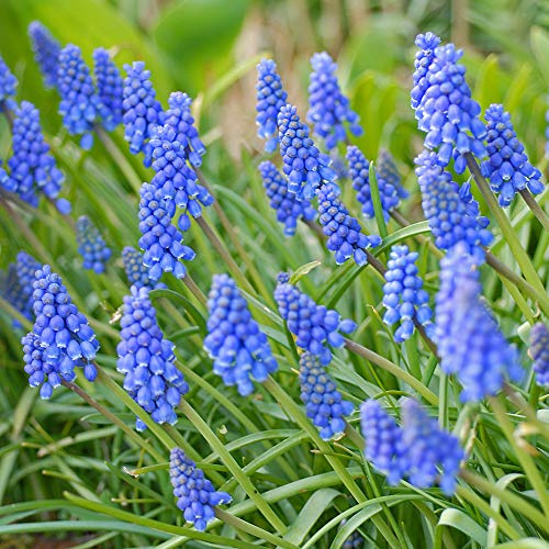 Muscari Garden Spring Flowering Bulbs, Ideal for Garden Borders and Patio Containers, Blue Flowers, Easy to Grow, 170 x Muscari Armeniacum Bulbs by Thompson & Morgan