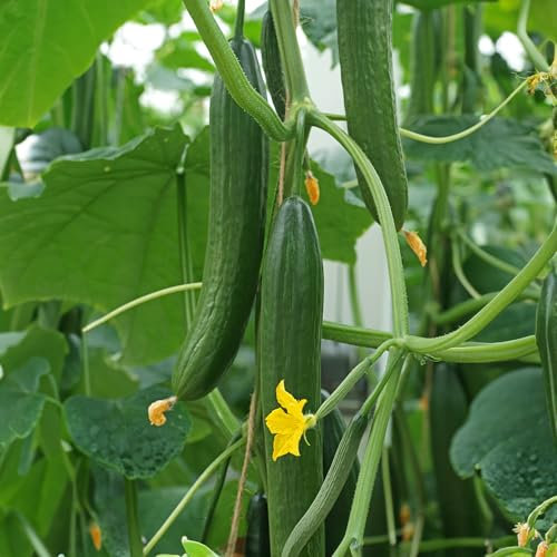 PREMIER SEEDS DIRECT - Cucumber - EUPHYA F1-5 Seeds - All Female