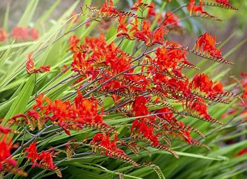 Nouveau frais 100 pcs crocosmia Lucifer graines de fleurs