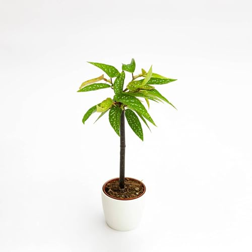 Vivai le Georgiche - Pianta vera di Begonia Tamaya - alberello - vaso Ø 9 cm