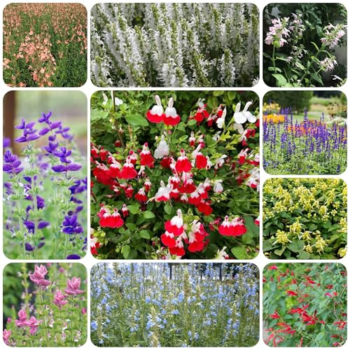 semillas de salvia - salvia - semillas de como recuerdo fiesta balcones en lugares soleados arbustos jardín resistentes sostenibles 500semillas