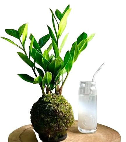 Árbol Natural KOKEDAMA Artesanal DECOALIVE Planta Zamioculcas Zamiifolia en Bola de Musgo