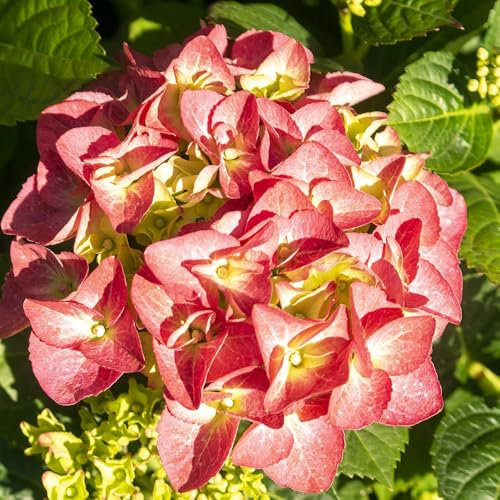 Hydrangea serrata 'Preziosa' Hardy Shrub with Deep Pink to Red Mophead Flowers Stunning Autumn Foliage 2X 3.6 Litre Pot by Thompson and Morgan