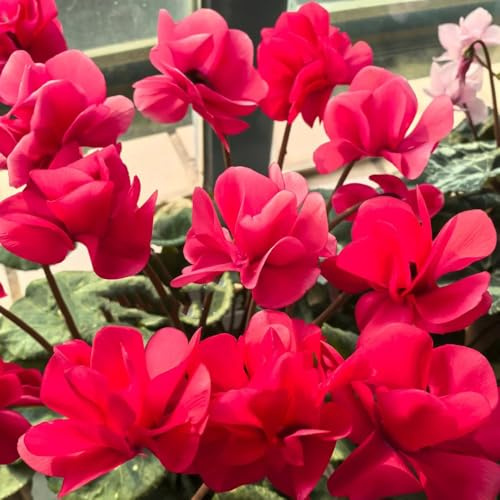 Semi di ciclamino - raro ornamentali esotici decorazioni giardino per esterni decorazione primaverili semi di selvatici balcone 400pcs