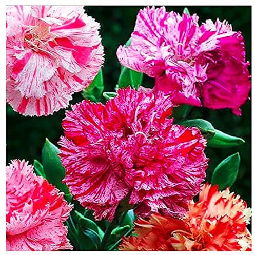 Picotee Mixed Carnation Seeds