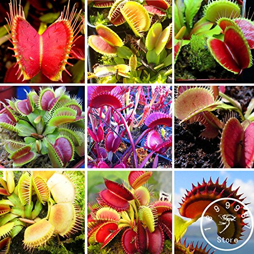 Mix: 200 Teile/paket Insektenfressende Pflanzensamen Dionaea Muscipula Giant Clip Venus Fliegenfalle Samen Fleischfressende Pflanze, Tonx1O