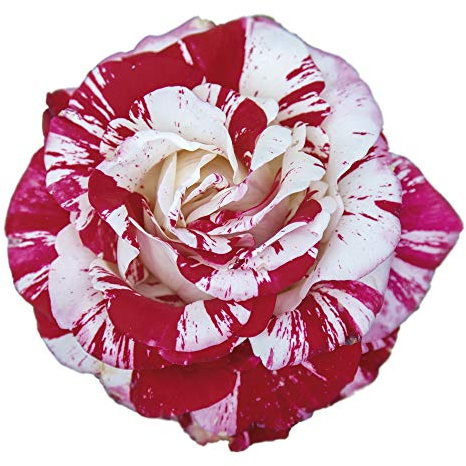 Rock&Roll®, di Rose Barni®, rosa in vaso, colore striato rosso bianco profumo intenso, linea prestigio, ideale per coltivazione in vaso, composizioni e cespugli, rifiorente e resistente cod. 71233