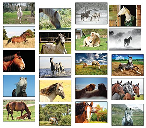 Postkarten Pferde - 20 verschiedene Pferde-Postkarten-Set ideal für Sammler und Postcrossing