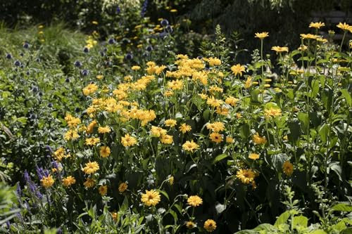 Helianthus decapetalus 'Meteor' 11x11 cm Topf – Winterhart, Mehrjährig, Pflegeleicht – Stauden-Sonnenblume – Blütenstaude für Garten & Beet