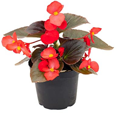 Begonia Hybrida Planta Ideal para el Exterior Planta Natural de Colores