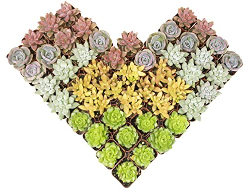 Altman Plants Premium Bulk Succulent Plants (50 Pack), 5 Unique Live Succulents in Sets of 10, Assorted Colors & Shapes, 2 in Pots