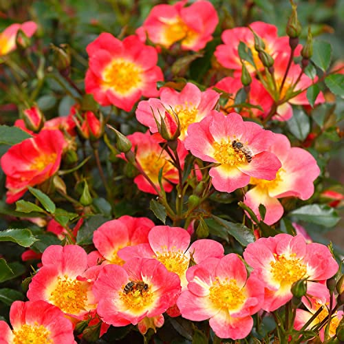 Beetrose Bienenweide® - der Bienenmagnet (Bicolor - wurzelnackt)