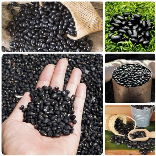 semillas de frijol negro, antiguas variedades de frijol negro - regalos para jardin balcón 400pcs