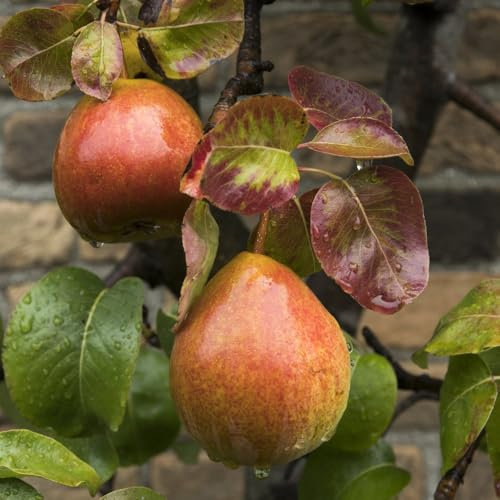 Pear 'Beurré Hardy' Tree | Medium/Large Fruits | Soft Buttery Flesh | Early Autumn Harvest 12 Litre Pot x 1 by Thompson & Morgan