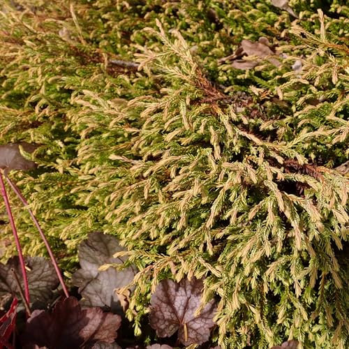Vivai le Georgiche - Pianta vera di Thuja occidentalis Golden Tuffet Tuia - vaso Ø 17 cm