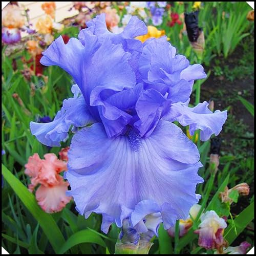 Iris Bulbs Iris Plants UK(Wedding Flowers,Garden Flowers,Ornamental Flowers,Hardy Perennial,Plant Bulbs,Cut Flowers)-4bulbs-c