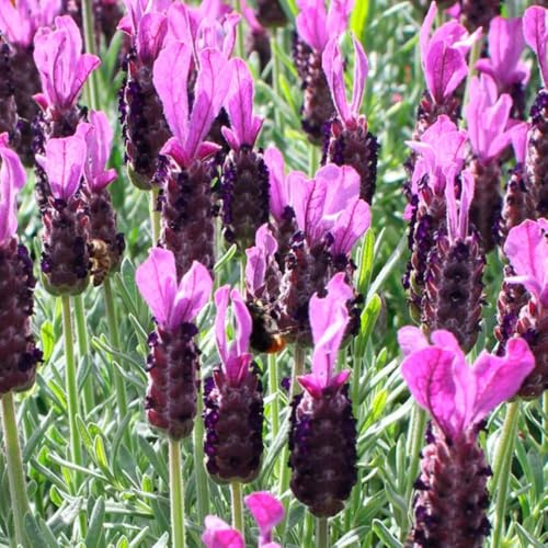 semi resistenti di lavanda resistenti per il giardino lavanda esotiche rare, decorazione soggiorno medicinali da appartamento balcone 1000pcs