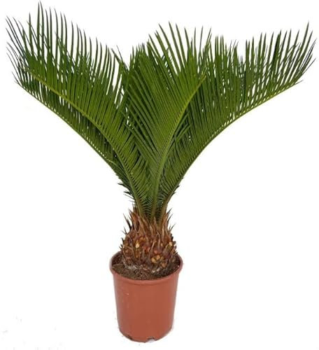 Palma del Sagú (Cycas Revoluta) Natural Palmera de Exterior