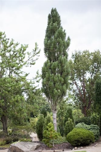 Pinus nigra 'Obelisk' 60–70 cm – Winterhart, Immergrün, Pflegeleicht – Schwarzkiefer – Solitärbaum & Heckenpflanze für Garten & Sichtschutz